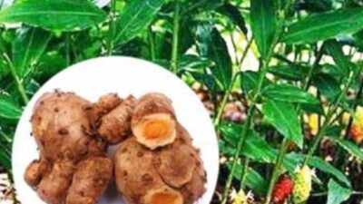 Manfaat Budidaya Tanaman Obat Untuk Kehidupan Masyarakat dan Lingkungan