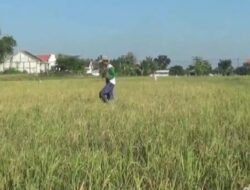 Tiga Musim Gagal Panen, Petani Berharap Bantuan Pemerintah